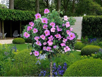 Ketmia syryjska hibiskus różowy na pniu 100cm