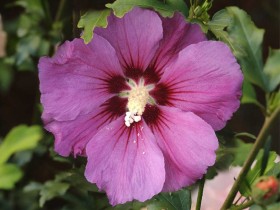 Ketmia syryjska (hibiskus) Russian Violet