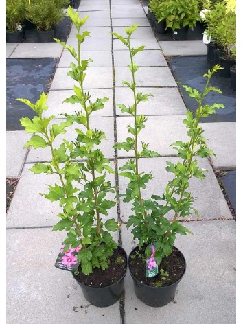 Ketmia syryjska (hibiskus) Russian Violet