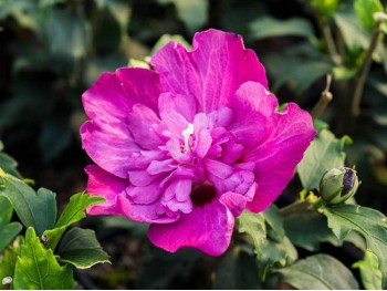 Ketmia syryjska hibiskus PURPLE RUFFLES® Sanchonyo