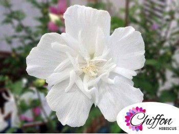 Ketmia syryjska hibiskus WHITE CHIFFON® Notwoodtwo PBR