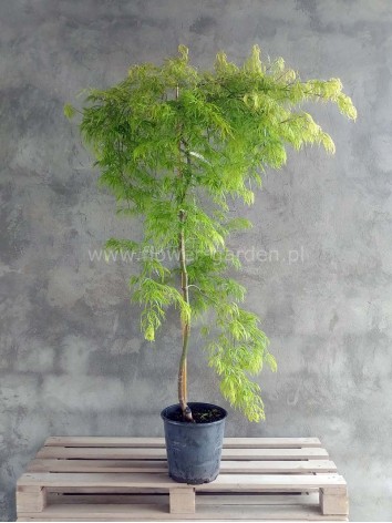 Klon palmowy Dissectum Flavescens 150cm NA PNIU