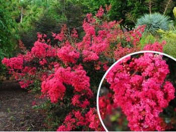 Lagerstremia indyjska Red Filli ® (Bez południa)