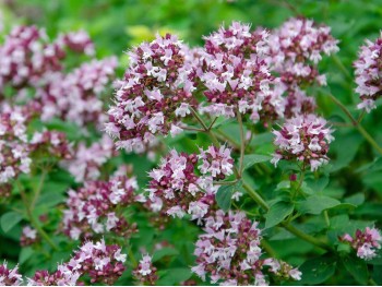 Lebiodka pospolita (oregano)