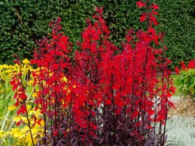 Lobelia lśniąca Queen Victoria