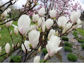 Magnolia Alba Superba