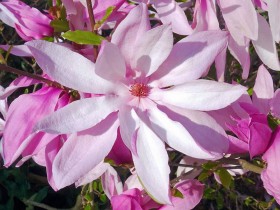 Magnolia Betty