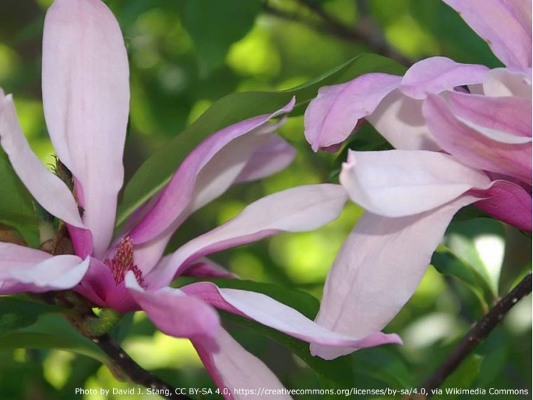 Magnolia Betty