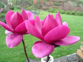 Magnolia Cleopatra ®