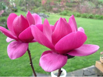 Magnolia Cleopatra ®