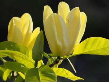 Magnolia brooklińska Elizabeth 