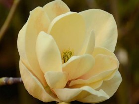 Magnolia Soulange'a Honey Tulip ®