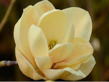 Magnolia Soulange'a Honey Tulip ®