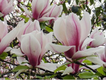 Magnolia Kate Brook na pniu 200-250cm