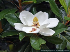 Magnolia wielkokwiatowa Kay Parris