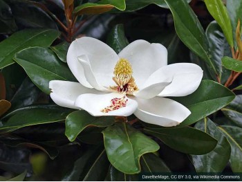 Magnolia wielkokwiatowa Kay Parris