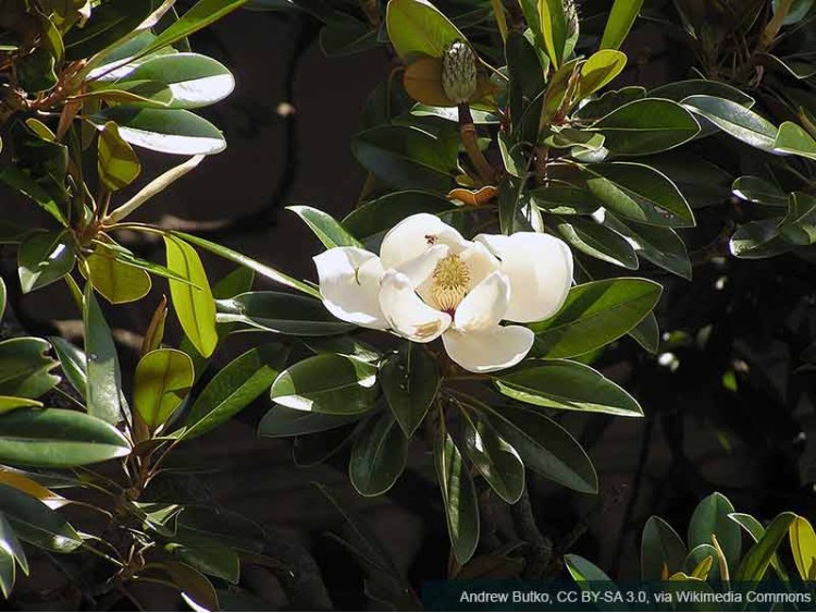 Magnolia wielkokwiatowa Kay Parris