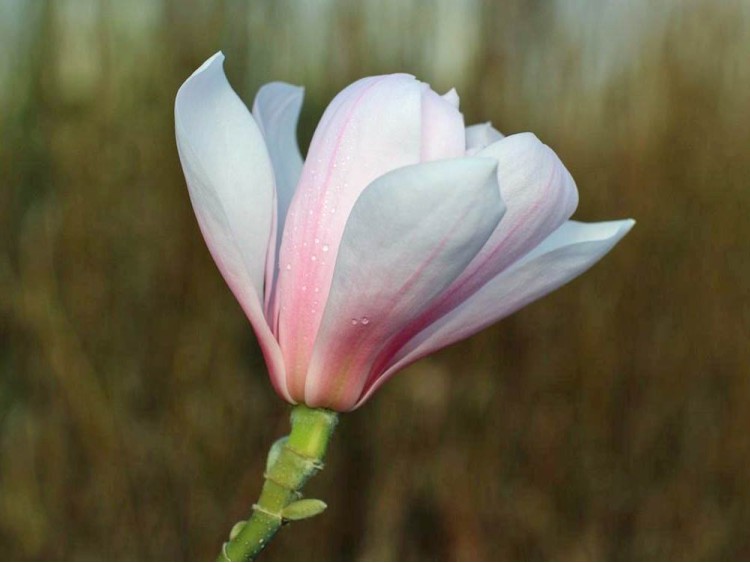 Magnolia Pink Beauty