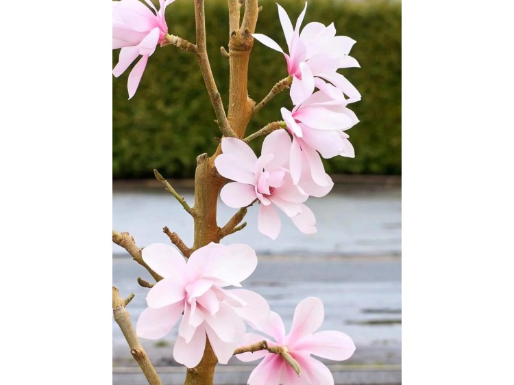 Magnolia Pink Beauty