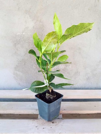 Magnolia Soulange'a Rustica Rubra