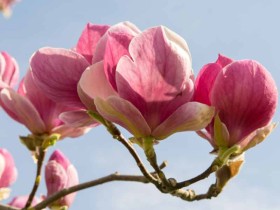 Magnolia Soulange'a Rustica Rubra