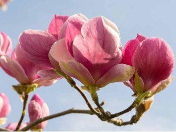 Magnolia Soulange'a Rustica Rubra