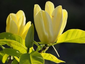 Magnolia brooklińska Yellow Bird ŻÓŁTA