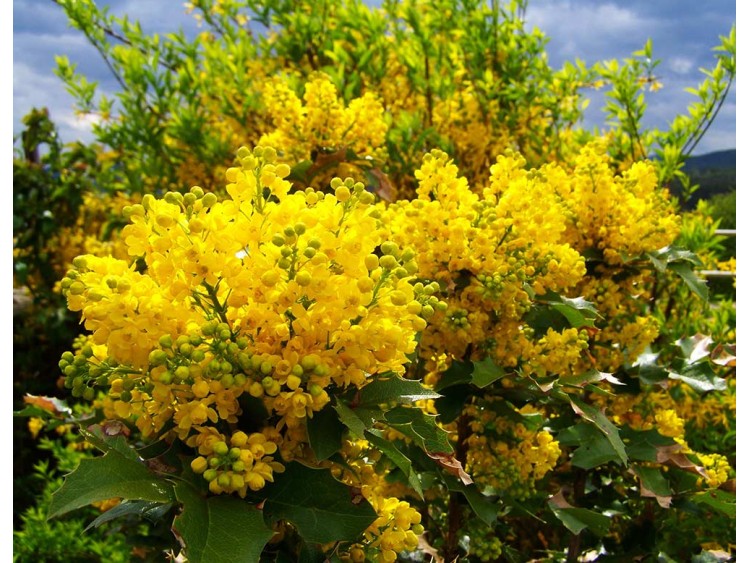 Mahonia pospolita Apollo