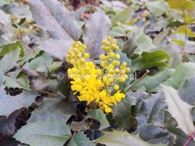 Mahonia pospolita Blackfoot PBR