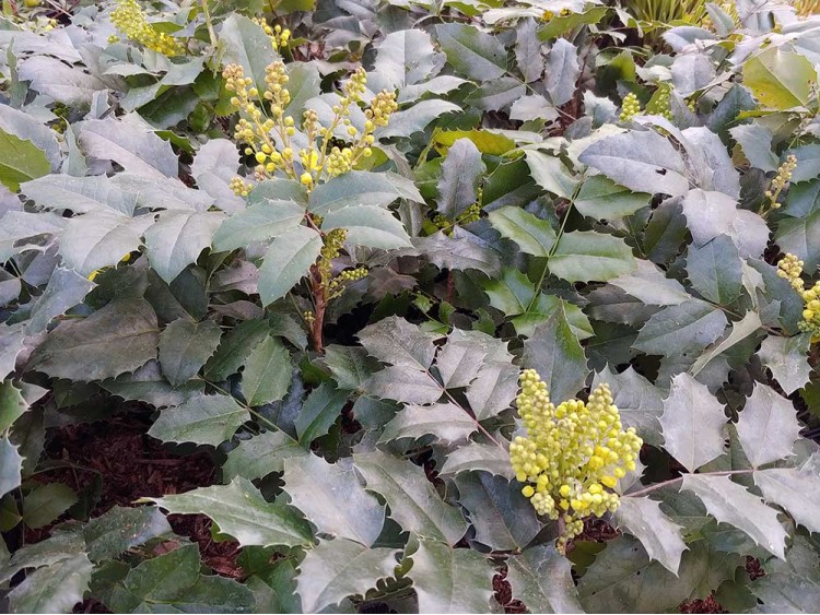 Mahonia pospolita Blackfoot