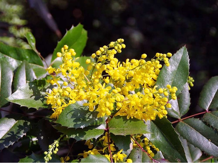 Mahonia pospolita Blackfoot