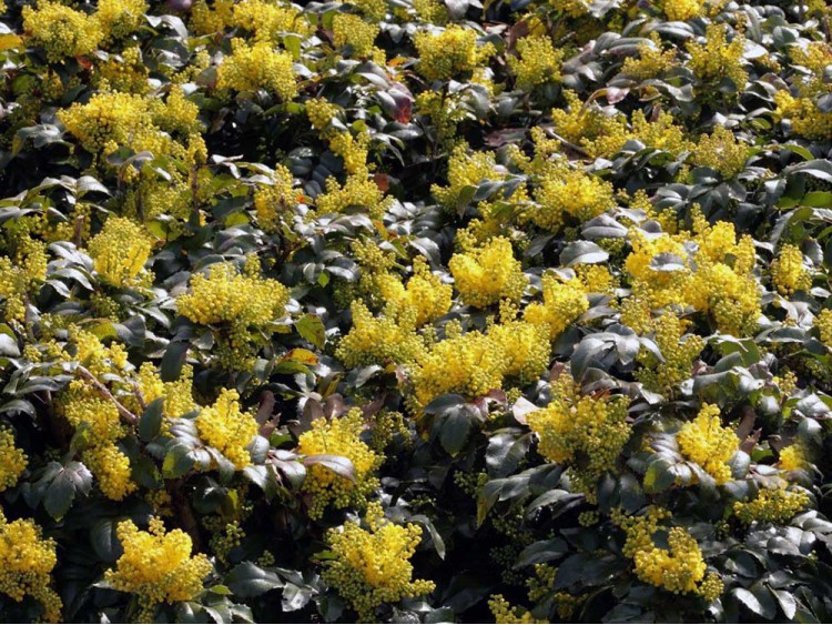 Mahonia pospolita Blackfoot