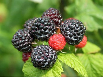 Black Raspberry Black Jewel