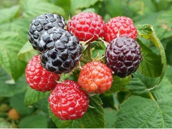 Black Raspberry