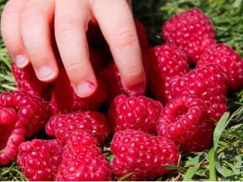 Raspberry Gordost Rosyi ®