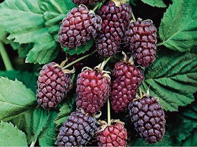 Malinojeżyna 'Loganberry'