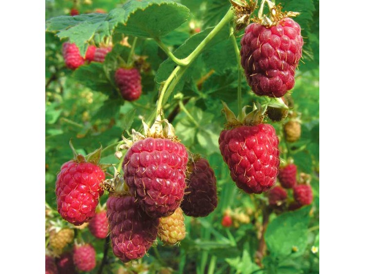 Raspberry Polana