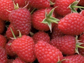 Raspberry Polka ®