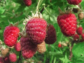 Raspberry Tulameen