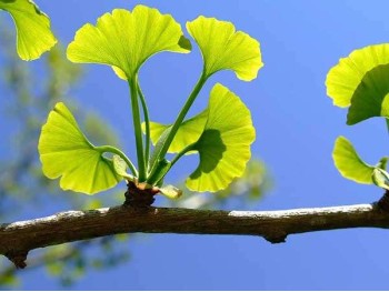 Miłorząb dwuklapowy (ginko biloba)