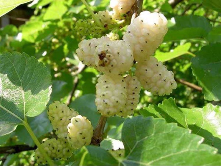 White Mulberry