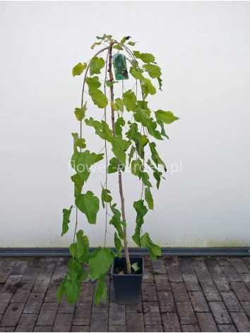 White Mulberry Pendula