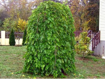 White Mulberry Pendula