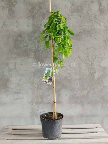 White Mulberry Pendula