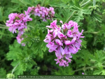 Geranium Anginka Pelargonia pachnąca