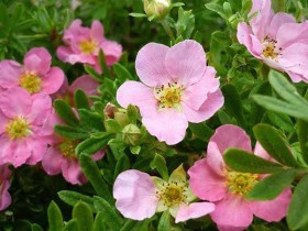 Pięciornik krzewiasty Pink Queen