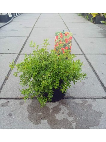 Pięciornik krzewiasty Red Lady