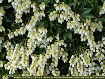 Pieris japoński Cupido