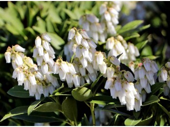 Pieris japonica Debutante