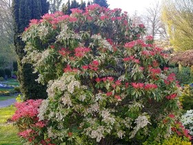 Pieris Forest Flame